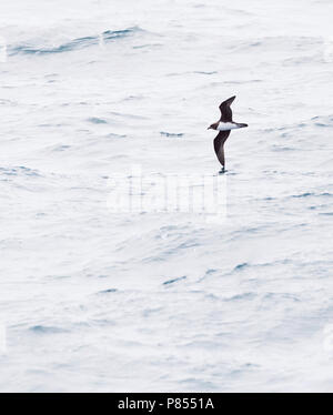 Pétrel de Magenta (Pterodroma magentae) battant en mer vers les îles Chatham, en Nouvelle-Zélande. L'un des quelques images prises en mer. Banque D'Images