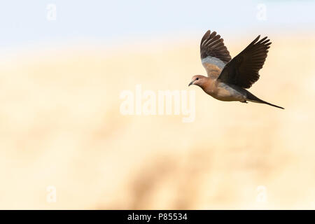 Laughing Dove (Streptopelia senegalensis) en Israël. Banque D'Images