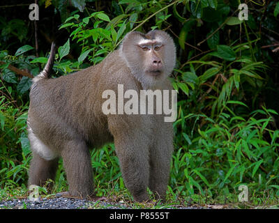 Mannetje, homme Lampongaap cochon macaque à queue du Sud Banque D'Images