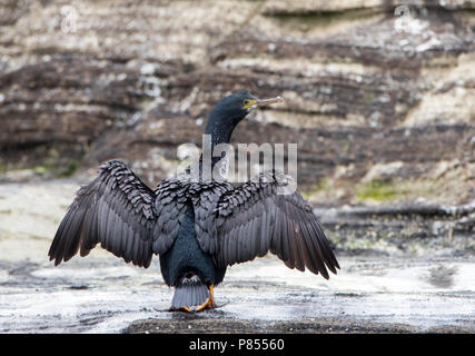 Pitt en voie de disparition (Shag Phalacrocorax featherstoni) sur les îles Chatham, en Nouvelle-Zélande. Jamais une espèce commune, il a été signalé comme disparu dans 19 Banque D'Images