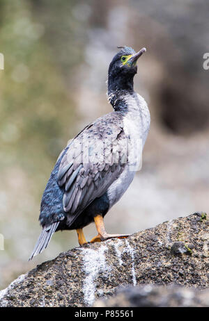 Pitt en voie de disparition (Shag Phalacrocorax featherstoni) sur les îles Chatham, en Nouvelle-Zélande. Jamais une espèce commune, il a été signalé comme disparu dans 19 Banque D'Images