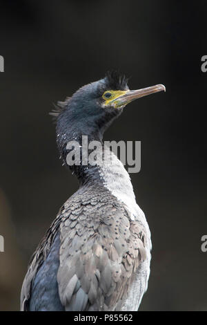 Pitt en voie de disparition (Shag Phalacrocorax featherstoni) sur les îles Chatham, en Nouvelle-Zélande. Jamais une espèce commune, il a été signalé comme disparu dans 19 Banque D'Images