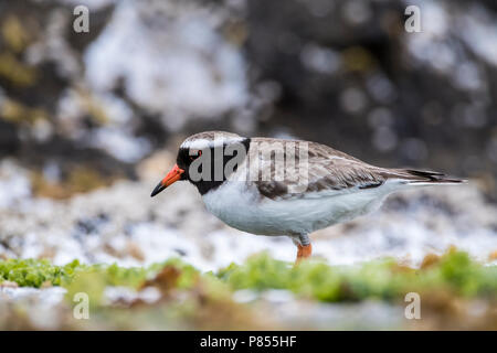 Rive de disparition (Thinornis novaeseelandiae) Pluvier siffleur sur les Îles Chathams, Nouvelle-Zélande. Très rare avec seulement une population mondiale restante d'environ 2 Banque D'Images