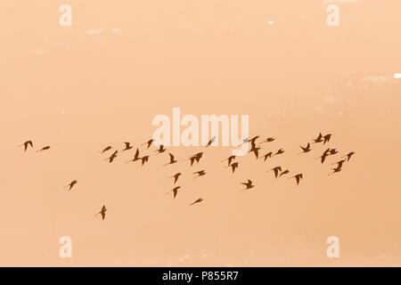 Troupeau de black-winged pilotis (Himantopus himantopus) durant la migration de printemps à North Beach, Eilat, Israël. Banque D'Images