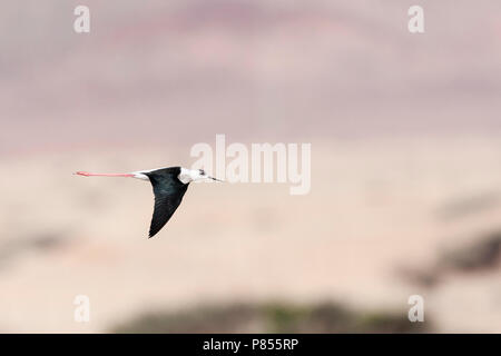 Black-winged Stilt (Himantopus himantopus) durant la migration de printemps en survolant de le désert du Néguev, Eilat, Israël. Banque D'Images