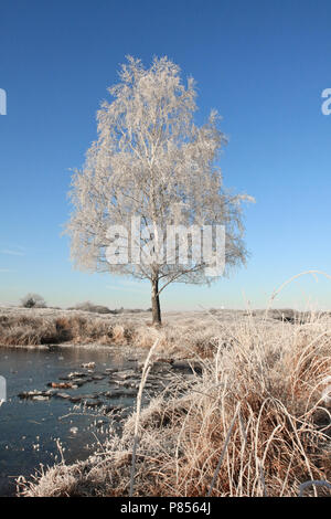 Berijpte Blaricumse op de flèche hei Nederland, arbre avec gelée blanche Pays-Bas Banque D'Images