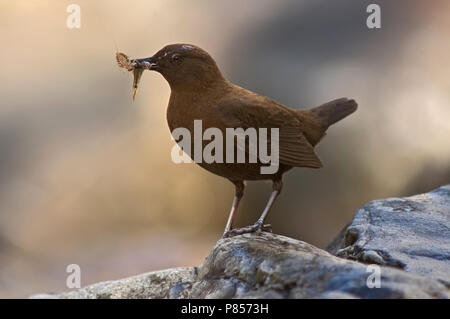 Brown Dipper avec proie ; Aziatische Waterspreeuw rencontré prooi Banque D'Images