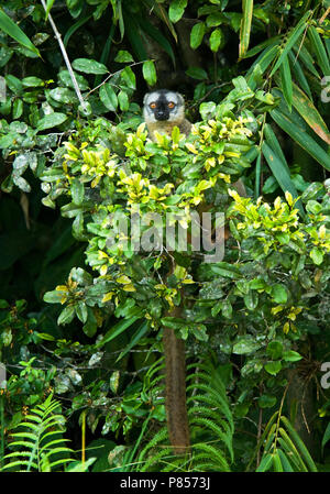 Bruine, Maki Lemur brun commun Banque D'Images