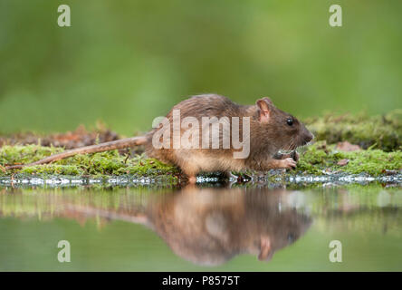 Bruine ; rat rat brun Banque D'Images