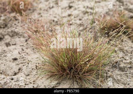 Dans Buntgras zandverstuiving dans berkheide ; Wassenaar cheveux gris-herbe dans sandy part à Wassenaar Berkheide Banque D'Images