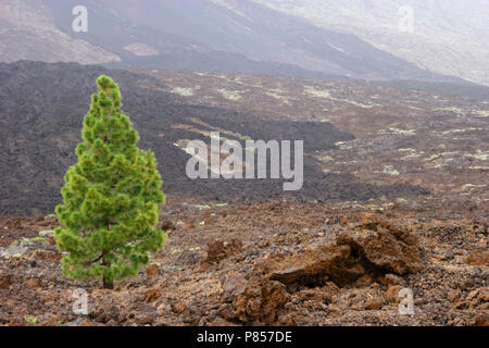 Den Canarische ; Secteur de Pine Banque D'Images