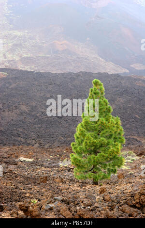 Den Canarische ; Secteur de Pine Banque D'Images