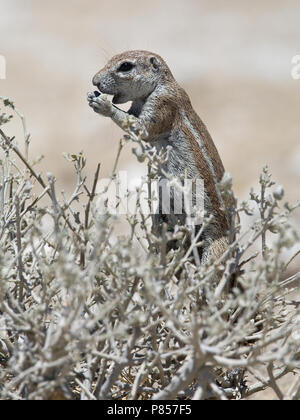 Mannetje foeragerend grondeekhoorn Kaapse Namibie, Cap Spermophile de nourriture des hommes en Namibie Banque D'Images