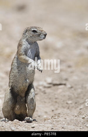 Grondeekhoorn Kaapse mannetje, Namibie Namibie mâle Spermophile Cap Banque D'Images