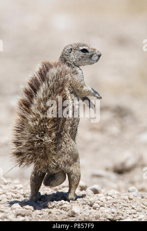 Grondeekhoorn Kaapse mannetje, Namibie Namibie mâle Spermophile Cap Banque D'Images