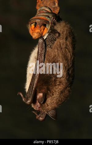 Slapende Watervleermuis ; Dormir Daubenton's Bat Banque D'Images