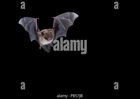 Dans Watervleermuis de viaje en avión ; Daubenton's bat en vol Banque D'Images