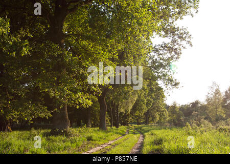 Parc national De Meinweg, Limbourg ; parc national De Meinweg, Pays-Bas Banque D'Images