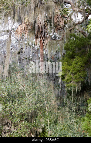 Forêt tropicale de Fort Clinch State Park, Floride Banque D'Images