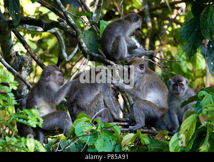 Krabbenetende makaak zittend op tak ; Long-tailed Macaque perché sur branch Banque D'Images