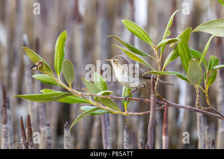 Mangrove Warbler Olivaceous adultes l'est perché sur les mangroves dans hamata, Egypte, Mer Rouge. Le 24 mai 2014. Banque D'Images