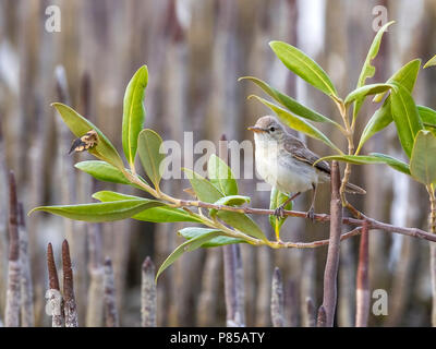 Mangrove Warbler Olivaceous adultes l'est perché sur les mangroves dans hamata, Egypte, Mer Rouge. Le 24 mai 2014. Banque D'Images