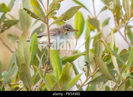 Mangrove Warbler Olivaceous adultes l'est perché sur les mangroves dans hamata, Egypte, Mer Rouge. Le 24 mai 2014. Banque D'Images