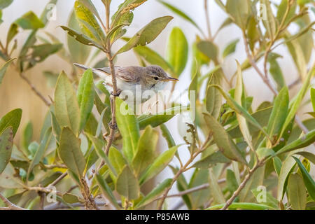 Mangrove Warbler Olivaceous adultes l'est perché sur les mangroves dans hamata, Egypte, Mer Rouge. Le 24 mai 2014. Banque D'Images