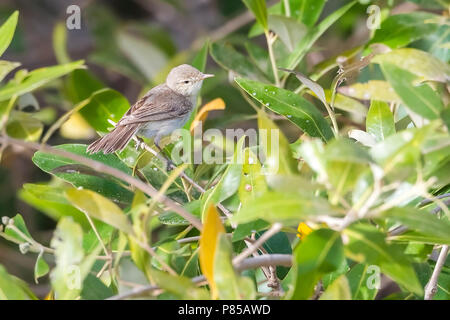 Mangrove Warbler Olivaceous adultes l'est perché sur les mangroves dans hamata, Egypte, Mer Rouge. Le 24 mai 2014. Banque D'Images