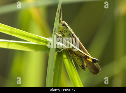 Le Criquet grande Pays-bas, Moerassprinkhaan Nederland Banque D'Images