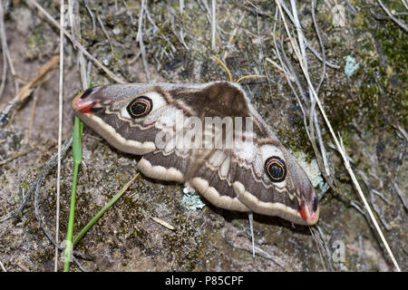 Nachtpauwoog ; Papillon Empereur Banque D'Images