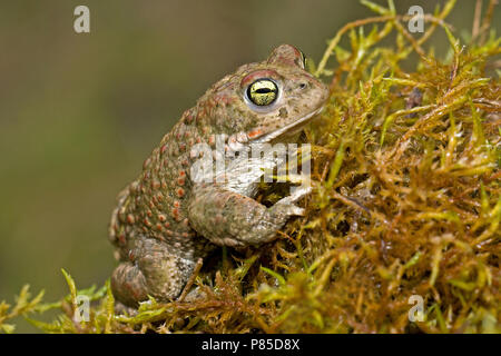 Rugstreeppad Volwassen Crapaud calamite adultes ; Banque D'Images