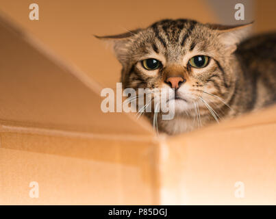 Beau chat joue à cache-cache dans une boîte en carton Banque D'Images