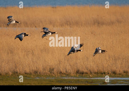 Bernache nonnette - Branta leucopsis - Nonnengans, Allemagne Banque D'Images