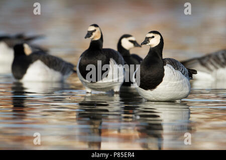 Bernache nonnette - Branta leucopsis - Nonnengans, Allemagne Banque D'Images