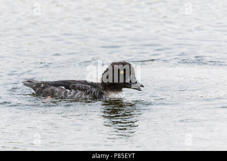 Garrot d'Islande - Spatelente - Bucephala islandica, l'Allemagne, l'homme adulte, eclipse Banque D'Images