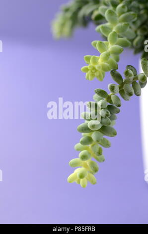 Cactus et succulentes dans un pot de fleurs blanches sur un solide fond de couleur lumineuse avec copie espace. Décor minimaliste moderne accueil. Banque D'Images