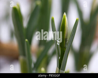 Dans sneeuwklokje wit besneeuwd pad bos ; snowdrop in snowy forest Banque D'Images