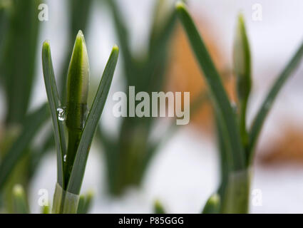 Dans sneeuwklokje wit besneeuwd pad bos ; snowdrop in snowy forest Banque D'Images