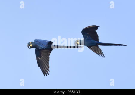 Disparition de Lear (Anodorhynchus leari), une espèce très avec une gamme très limitée au Brésil. Banque D'Images