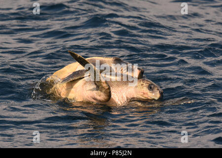 Le Warana Parende ; l'Accouplement de tortues olivâtres en mer Banque D'Images