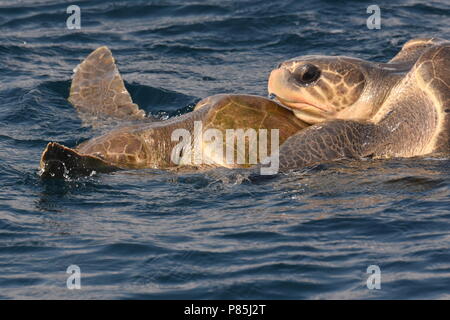 Le Warana Parende ; l'Accouplement de tortues olivâtres en mer Banque D'Images