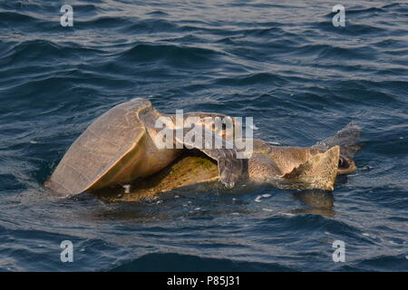 Le Warana Parende ; l'Accouplement de tortues olivâtres en mer Banque D'Images