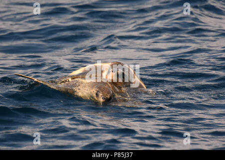 Le Warana Parende ; l'Accouplement de tortues olivâtres en mer Banque D'Images