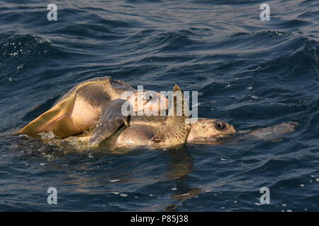 Le Warana Parende ; l'Accouplement de tortues olivâtres en mer Banque D'Images