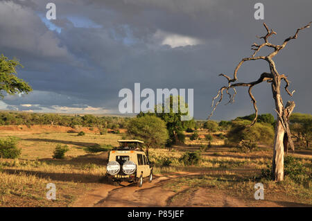 Safari dans le parc national de Tarangire, Tanzanie Banque D'Images