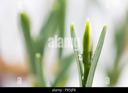 Dans sneeuwklokje wit besneeuwd pad bos ; snowdrop in snowy forest Banque D'Images