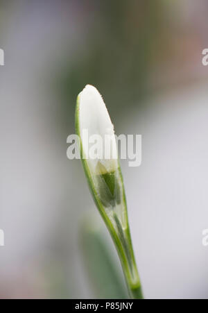 Dans sneeuwklokje wit besneeuwd pad bos ; snowdrop in snowy forest Banque D'Images