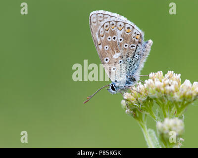 Adonisblauwtje / Adonis Polyommatus bellargus (bleu) Banque D'Images