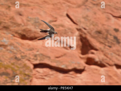 À gorge blanche (Aeronautes saxatalis saxatalis) Comme tous les martinets, ils utilisent leurs pattes courtes seulement pour s'accrocher sur les surfaces verticales ou des fils, un Banque D'Images